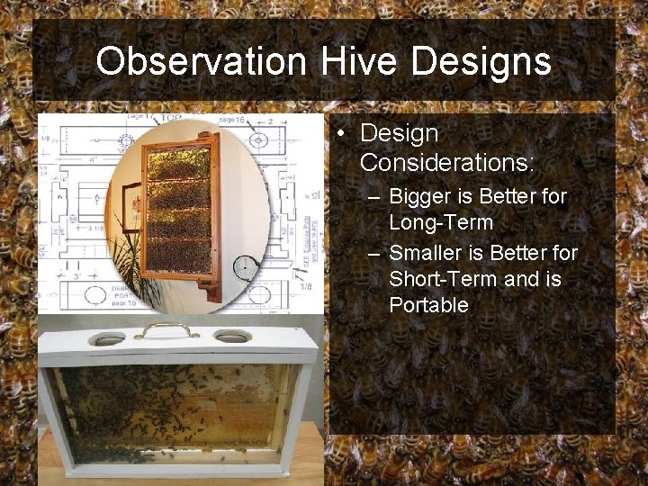 Observation Hive Designs • Design Considerations: – Bigger is Better for Long-Term – Smaller