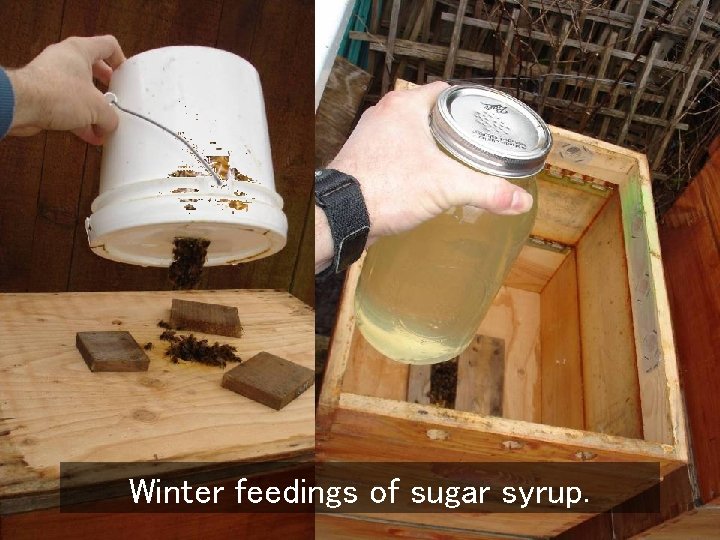 Winter feedings of sugar syrup. 