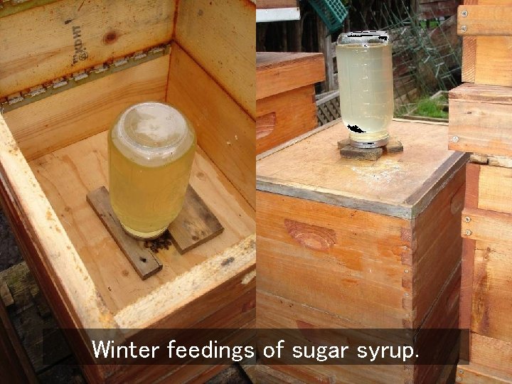 Winter feedings of sugar syrup. 