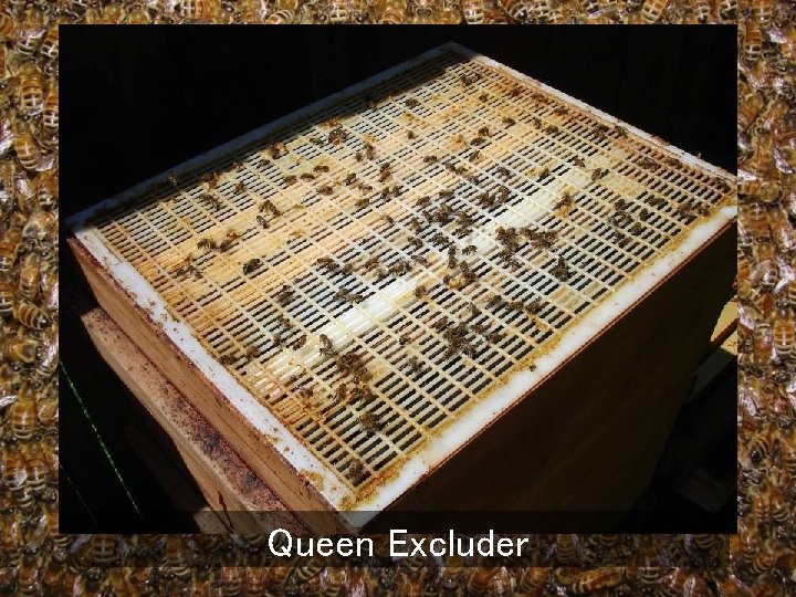 Queen Excluder 