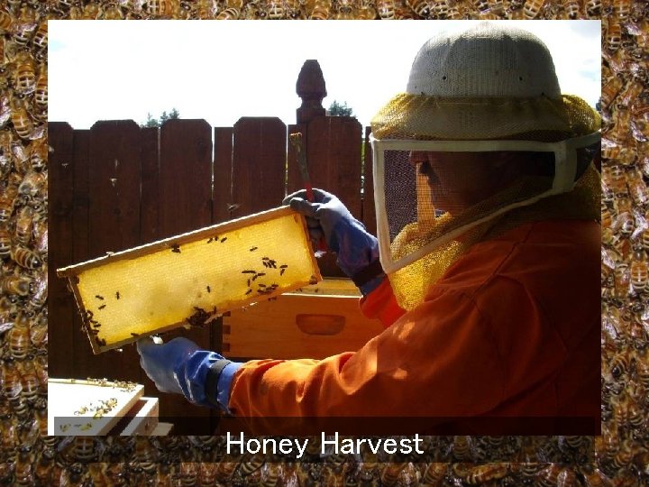 Honey Harvest 