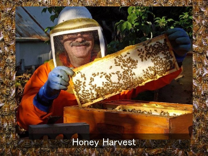 Honey Harvest 