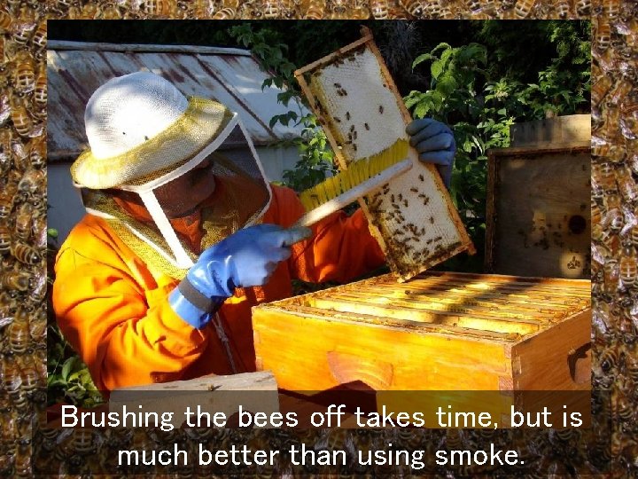 Brushing the bees off takes time, but is much better than using smoke. 