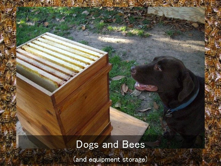 Dogs and Bees (and equipment storage) 