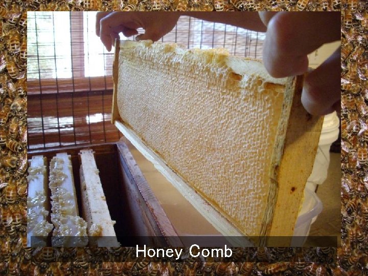 Honey Comb 