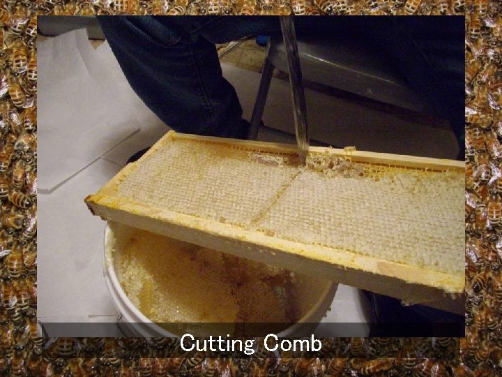 Cutting Comb 