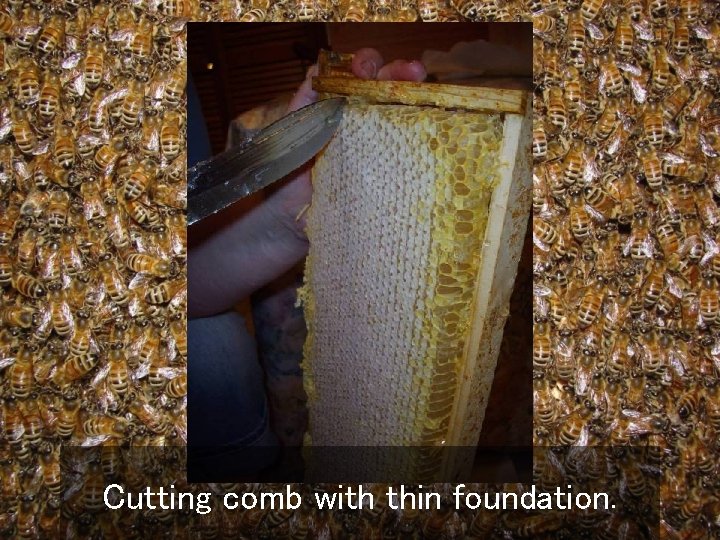 Cutting comb with thin foundation. 