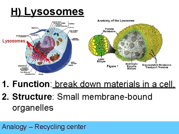 H) Lysosomes 1. Function: break down materials in a cell. 2. Structure: Small membrane-bound