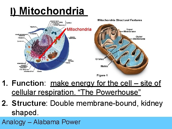 I) Mitochondria 1. Function: make energy for the cell – site of cellular respiration.