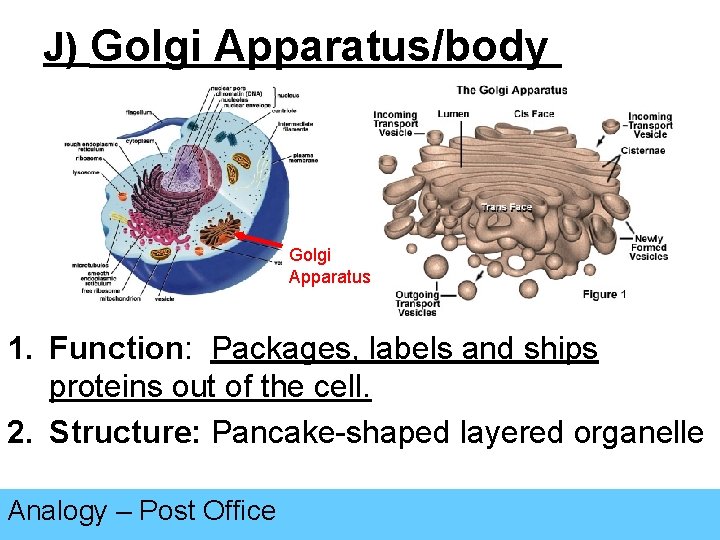 J) Golgi Apparatus/body Golgi Apparatus 1. Function: Packages, labels and ships proteins out of