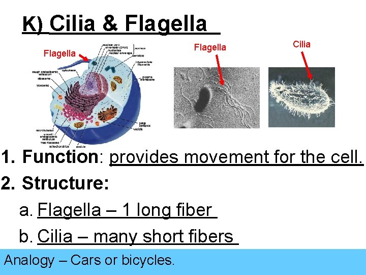 K) Cilia & Flagella Cilia 1. Function: provides movement for the cell. 2. Structure: