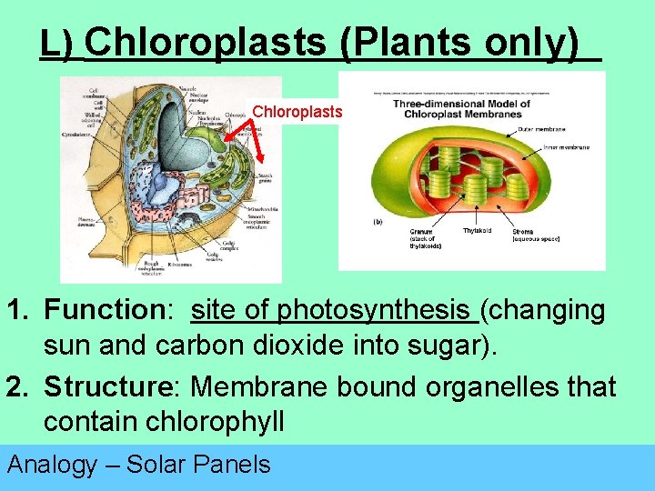 L) Chloroplasts (Plants only) Chloroplasts 1. Function: site of photosynthesis (changing sun and carbon