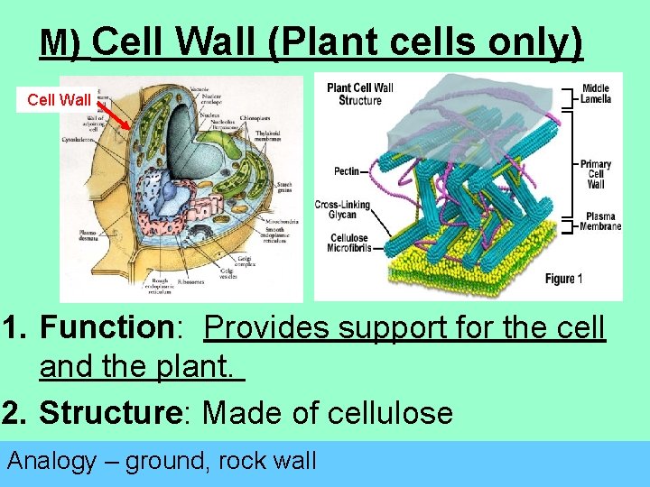 M) Cell Wall (Plant cells only) Cell Wall 1. Function: Provides support for the