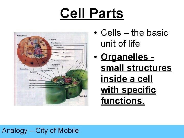 Cell Parts • Cells – the basic unit of life • Organelles small structures