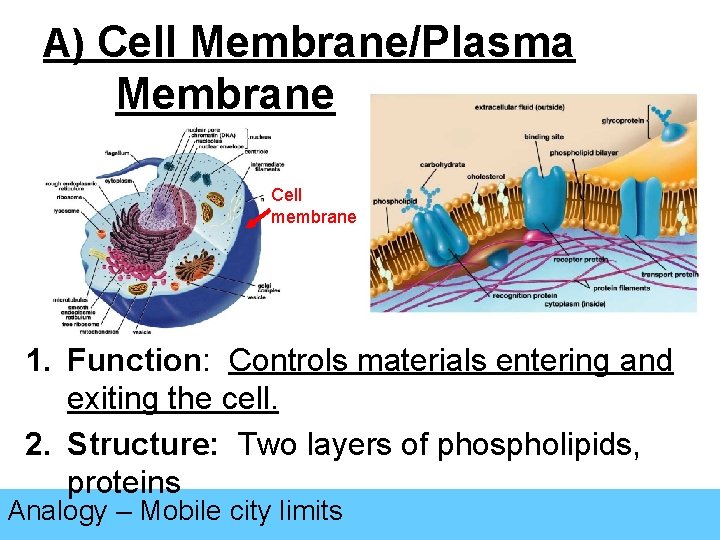 A) Cell Membrane/Plasma Membrane Cell membrane 1. Function: Controls materials entering and exiting the