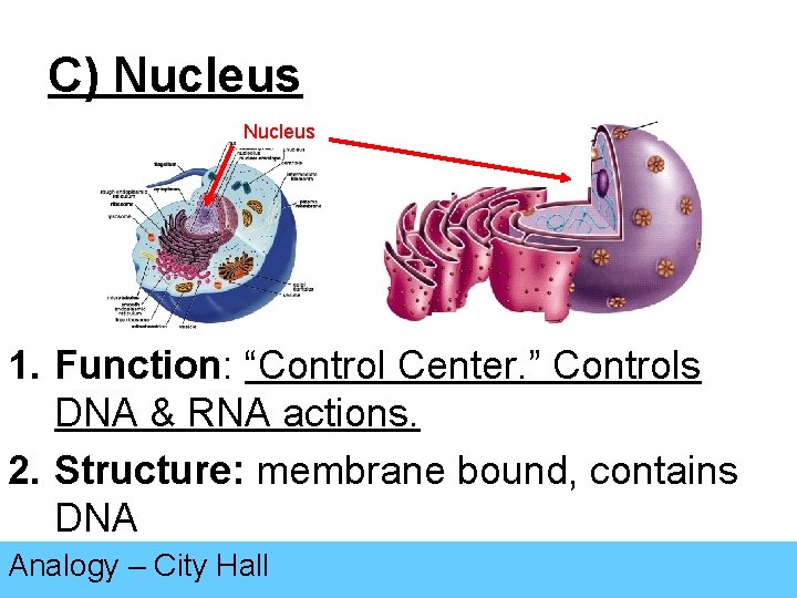 C) Nucleus 1. Function: “Control Center. ” Controls DNA & RNA actions. 2. Structure: