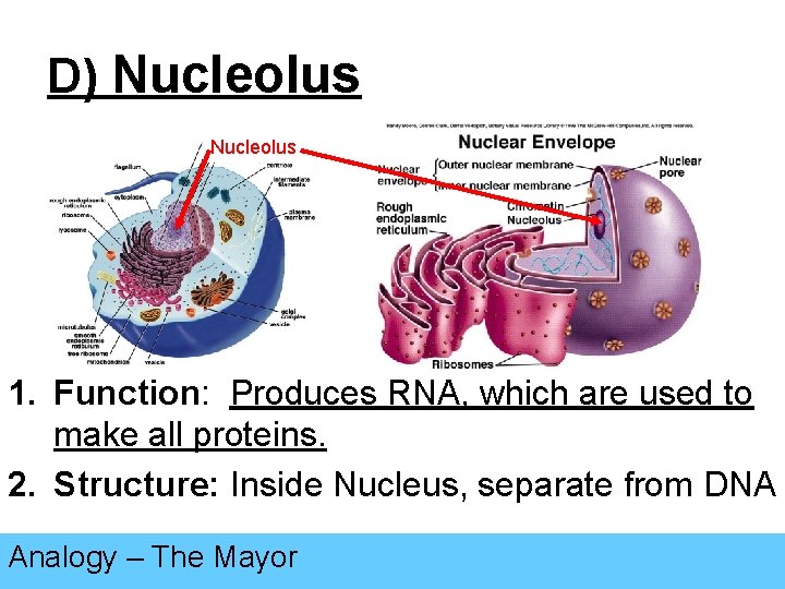 D) Nucleolus 1. Function: Produces RNA, which are used to make all proteins. 2.