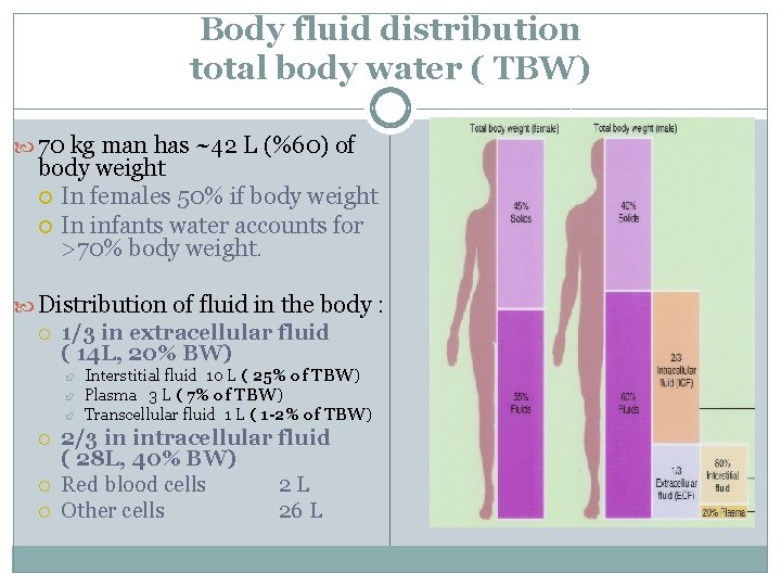 Body fluid distribution total body water ( TBW) 70 kg man has ~42 L