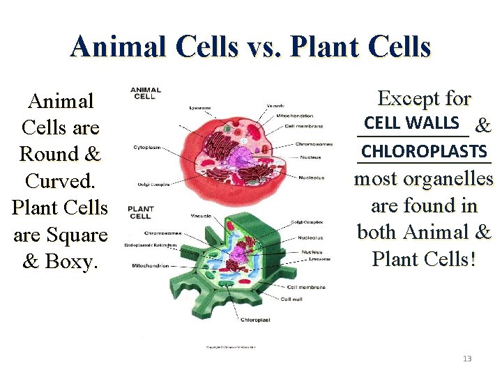 Animal Cells vs. Plant Cells Animal Cells are Round & Curved. Plant Cells are