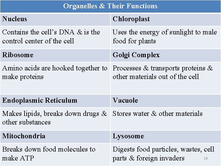 Organelles & Their Functions Nucleus Chloroplast Contains the cell’s DNA & is the control