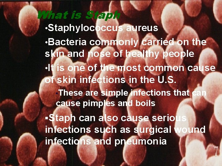 What is Staph • Staphylococcus aureus • Bacteria commonly carried on the skin and