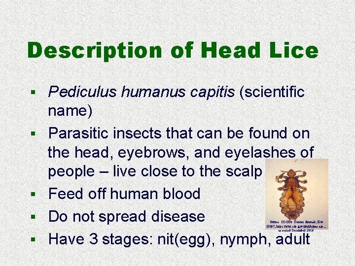 Description of Head Lice § Pediculus humanus capitis (scientific § § name) Parasitic insects