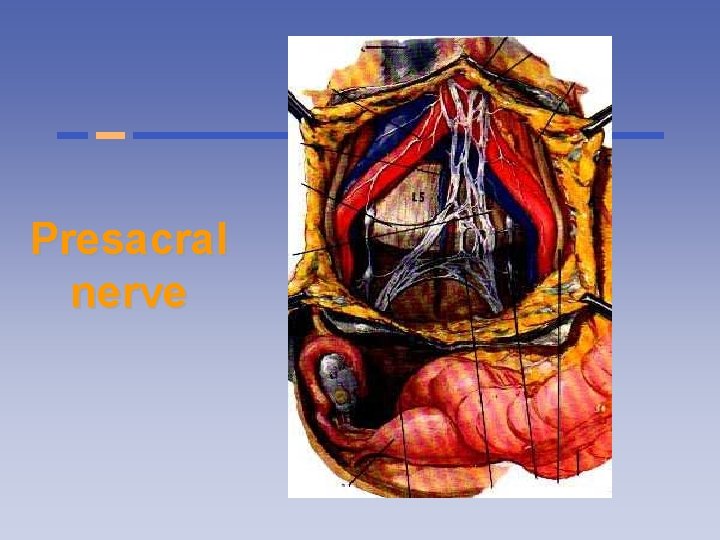 Presacral nerve 