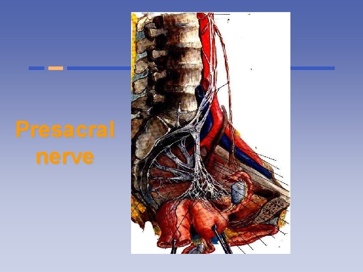 Presacral nerve 