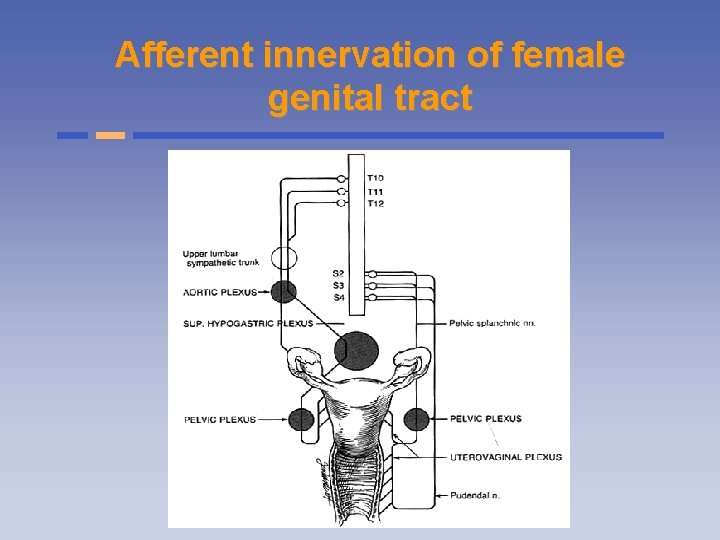 Afferent innervation of female genital tract 