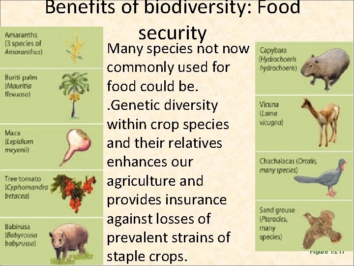 Benefits of biodiversity: Food security Many species not now commonly used for food could