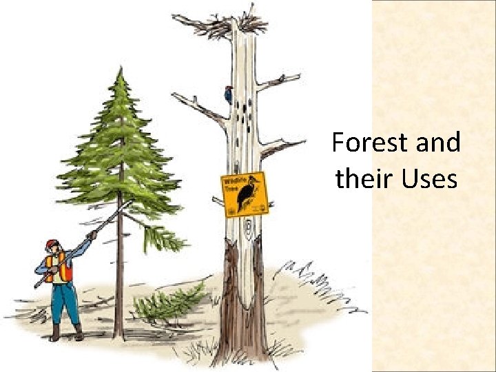 Forest and their Uses 