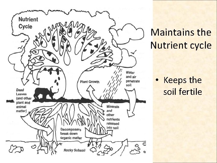 Maintains the Nutrient cycle • Keeps the soil fertile  Maintains the Nutrient cycle • Keeps the soil fertile