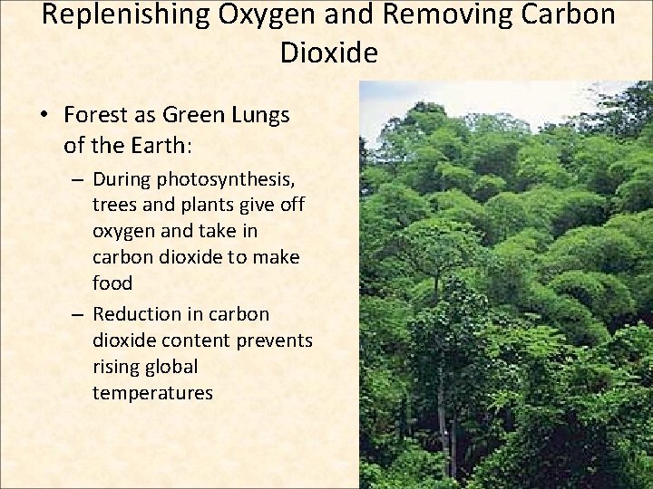 Replenishing Oxygen and Removing Carbon Dioxide • Forest as Green Lungs of the Earth: Replenishing Oxygen and Removing Carbon Dioxide • Forest as Green Lungs of the Earth:
