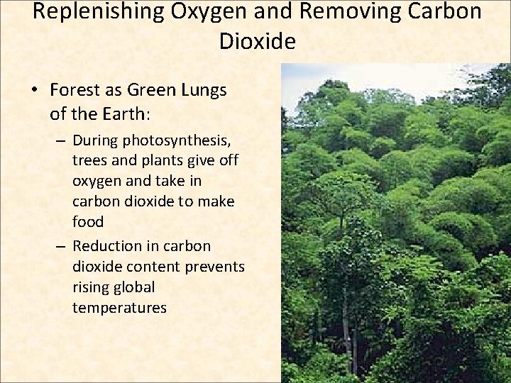 Replenishing Oxygen and Removing Carbon Dioxide • Forest as Green Lungs of the Earth: