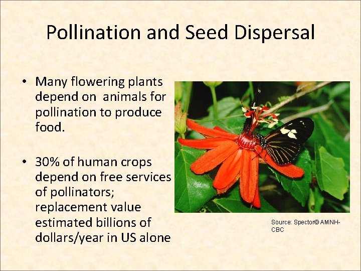 Pollination and Seed Dispersal • Many flowering plants depend on animals for pollination to