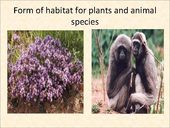 Form of habitat for plants and animal species 