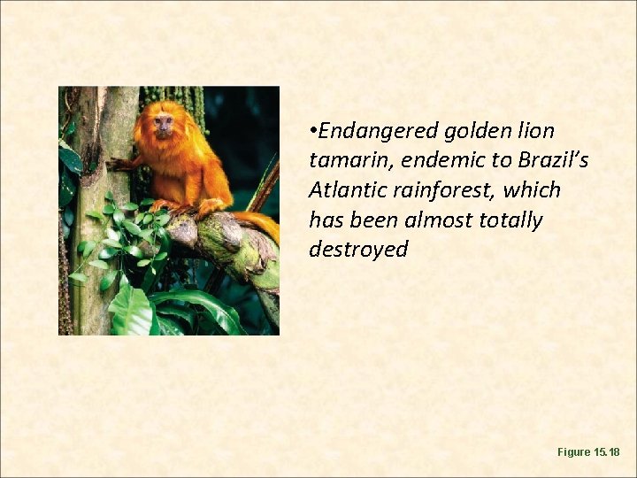  • Endangered golden lion tamarin, endemic to Brazil’s Atlantic rainforest, which has been