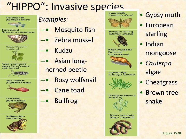 “HIPPO”: Invasive species • Examples: – • Mosquito fish – • Zebra mussel – “HIPPO”: Invasive species • Examples: – • Mosquito fish – • Zebra mussel –