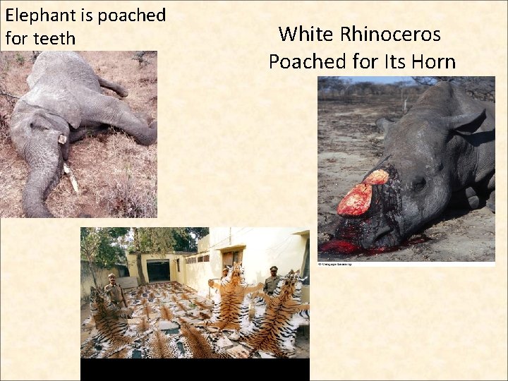 Elephant is poached for teeth White Rhinoceros Poached for Its Horn  Elephant is poached for teeth White Rhinoceros Poached for Its Horn