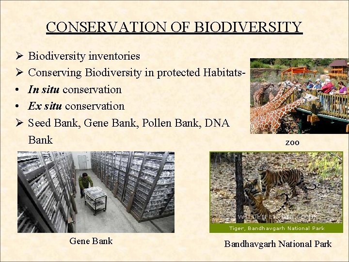 CONSERVATION OF BIODIVERSITY Ø Ø • • Ø Biodiversity inventories Conserving Biodiversity in protected