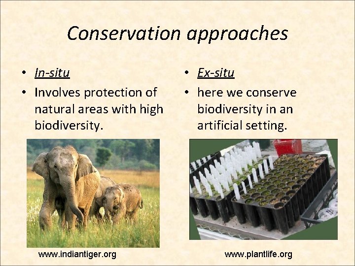 Conservation approaches • In-situ • Involves protection of natural areas with high biodiversity. www. Conservation approaches • In-situ • Involves protection of natural areas with high biodiversity. www.