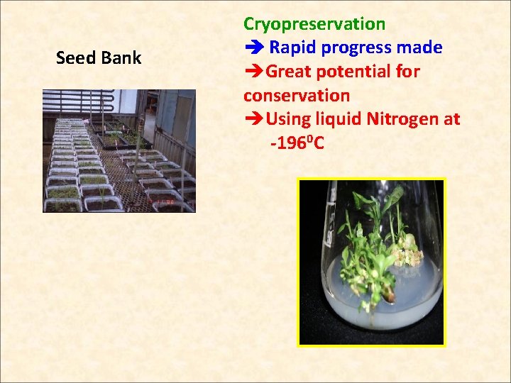 Seed Bank Cryopreservation Rapid progress made èGreat potential for conservation èUsing liquid Nitrogen at