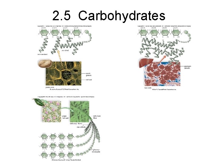 2. 5 Carbohydrates 