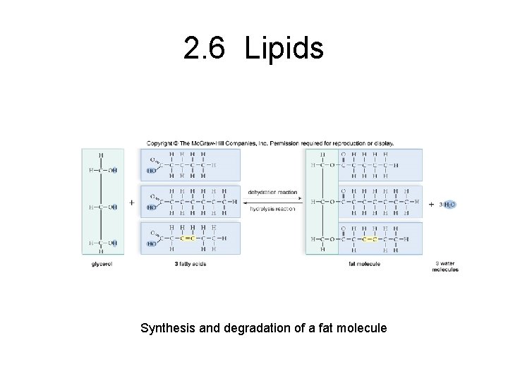 2. 6 Lipids Synthesis and degradation of a fat molecule 