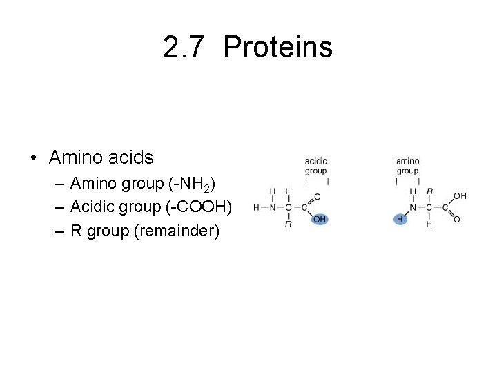 2. 7 Proteins • Amino acids – Amino group (-NH 2) – Acidic group