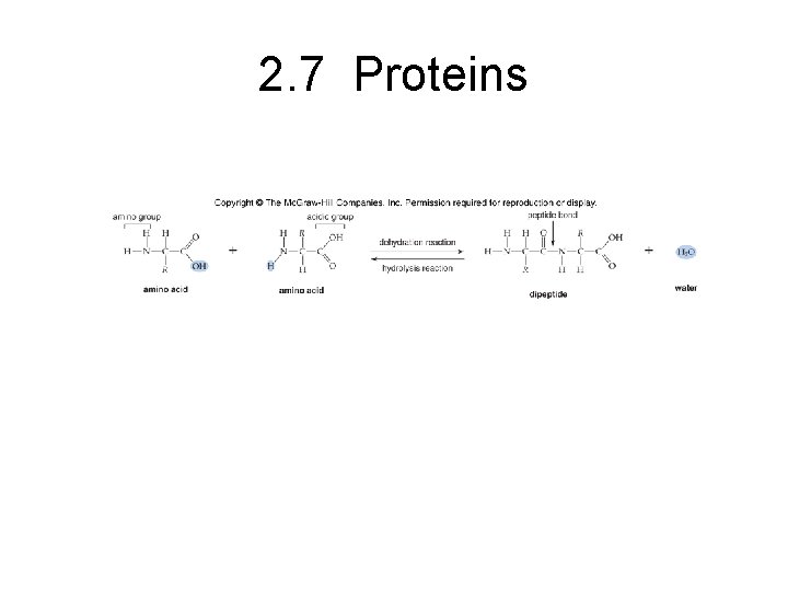2. 7 Proteins 