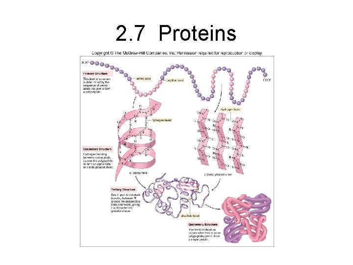 2. 7 Proteins 