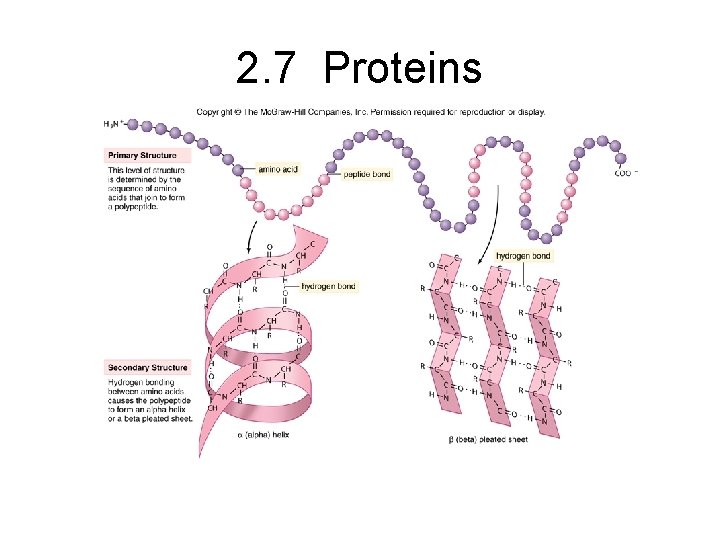 2. 7 Proteins 