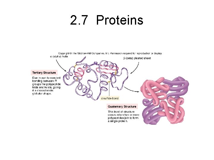 2. 7 Proteins 