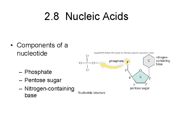 2. 8 Nucleic Acids • Components of a nucleotide – Phosphate – Pentose sugar